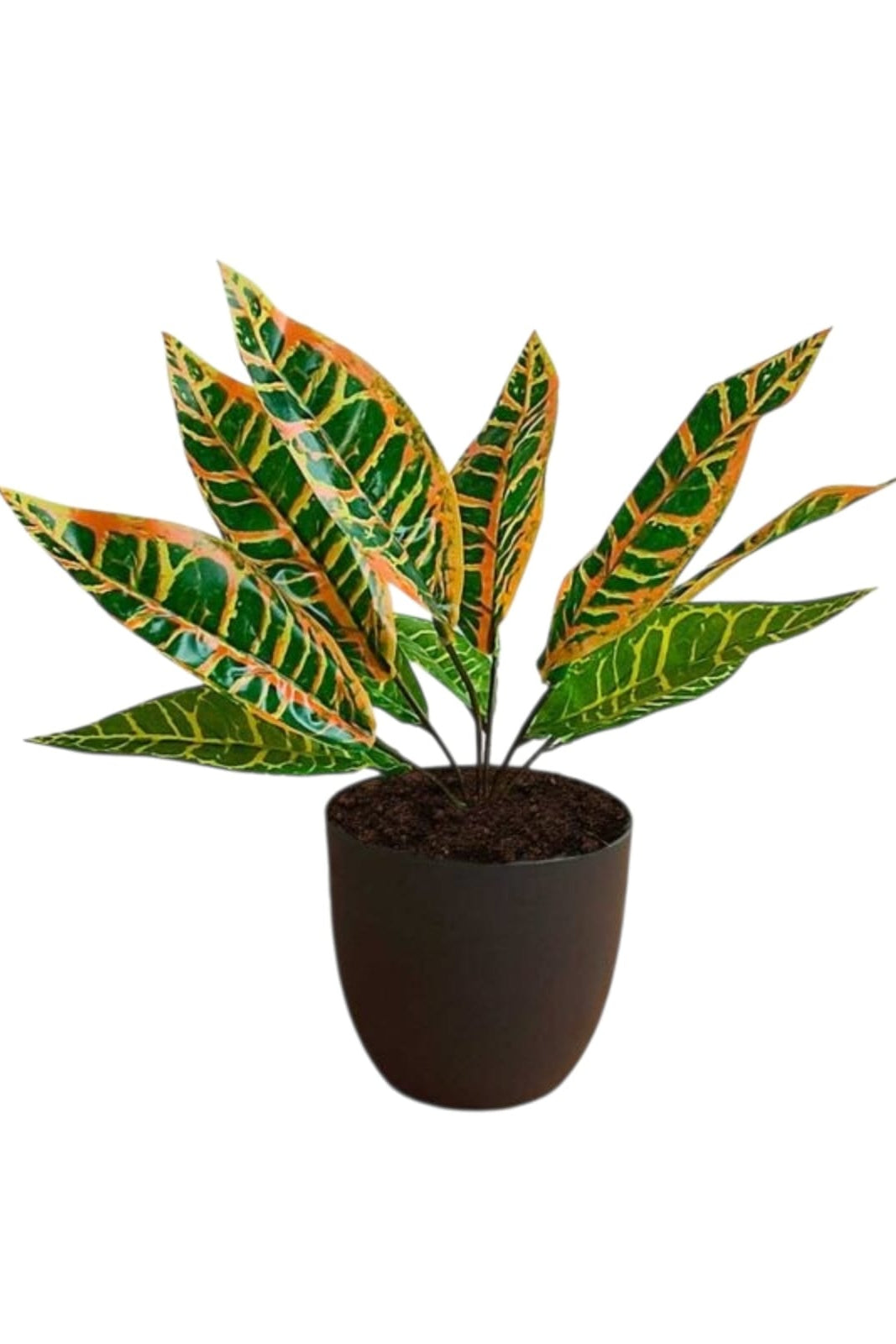 Planta para Matera Codiaeum Naranja 29cm