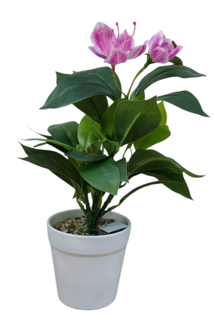 Planta en Matera con Flor Fucsia 31cm