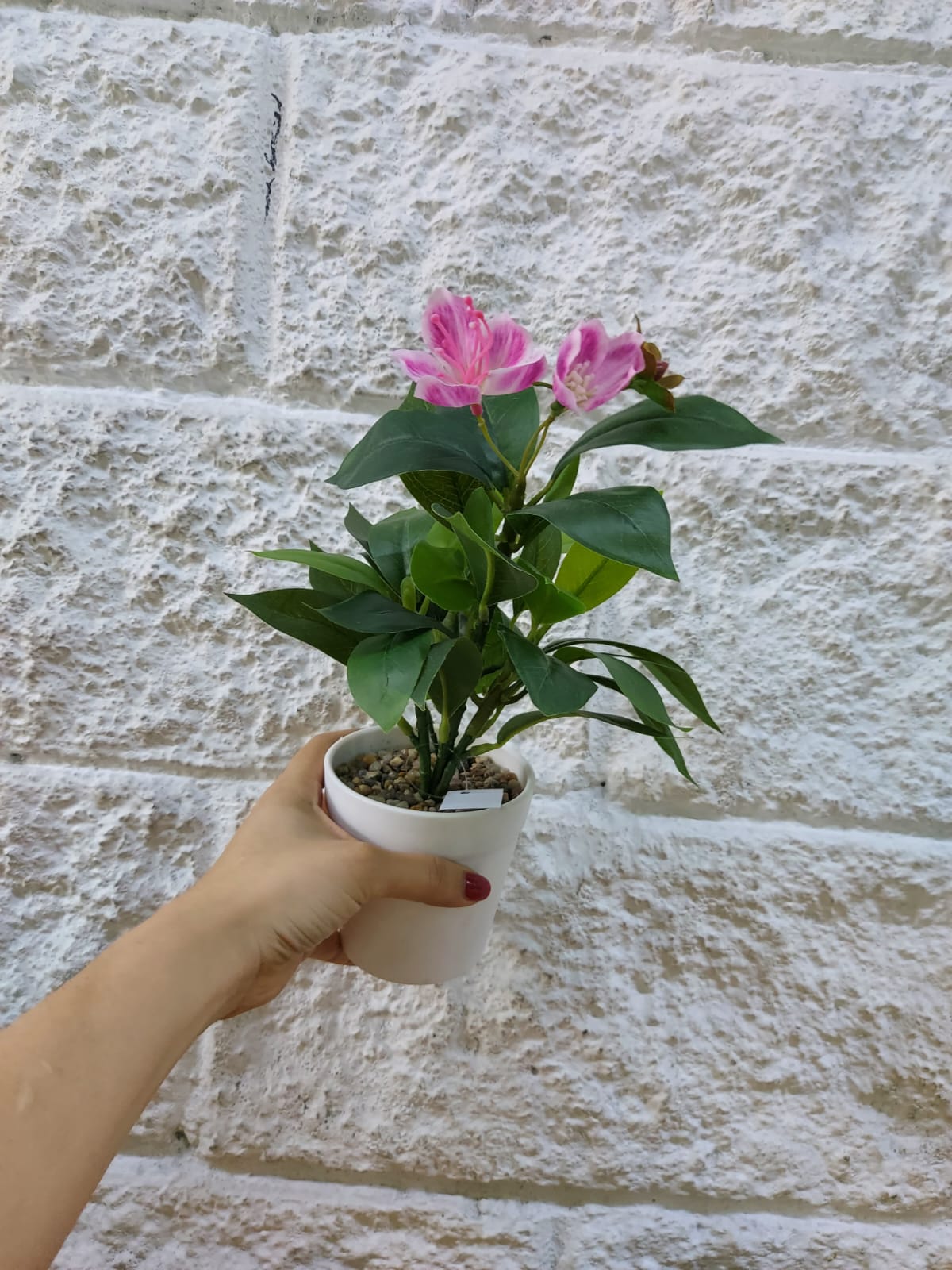 Planta en Matera con Flor Fucsia 31cm