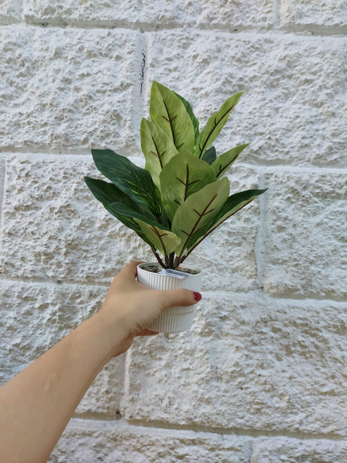 Planta en Matera Hoja Rayada 29cm