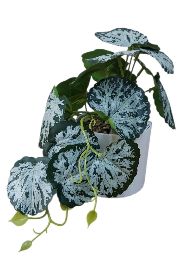 Planta en Matera Hoja Redonda 16cm