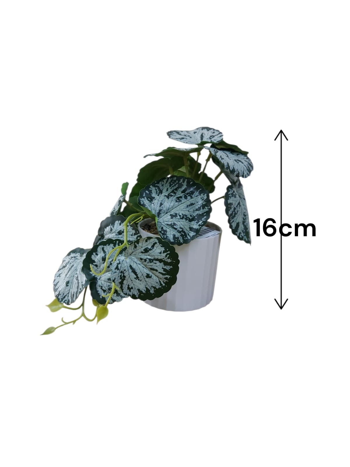 Planta en Matera Hoja Redonda 16cm