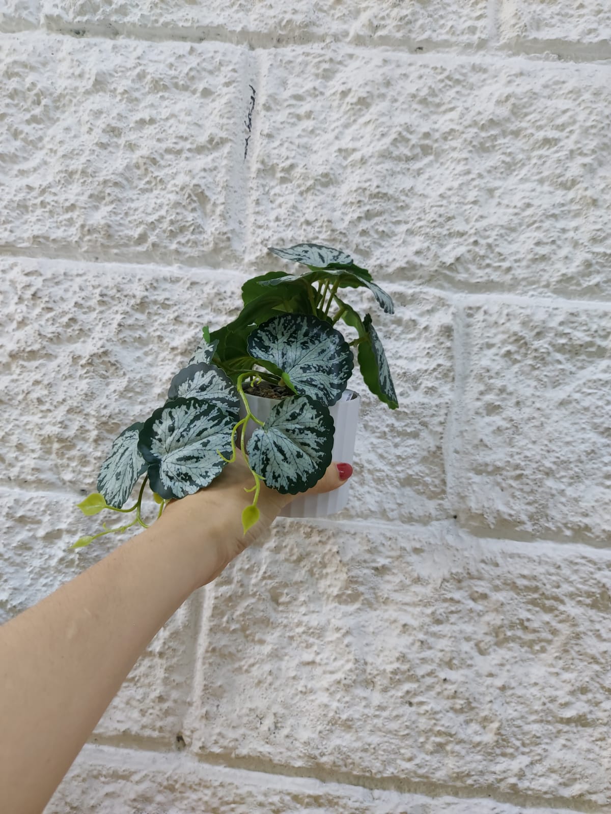 Planta en Matera Hoja Redonda 16cm