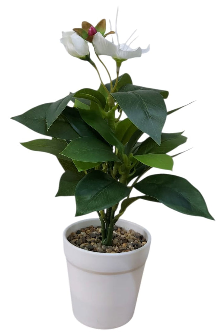 Planta en Matera con Flor Blanca 31cm