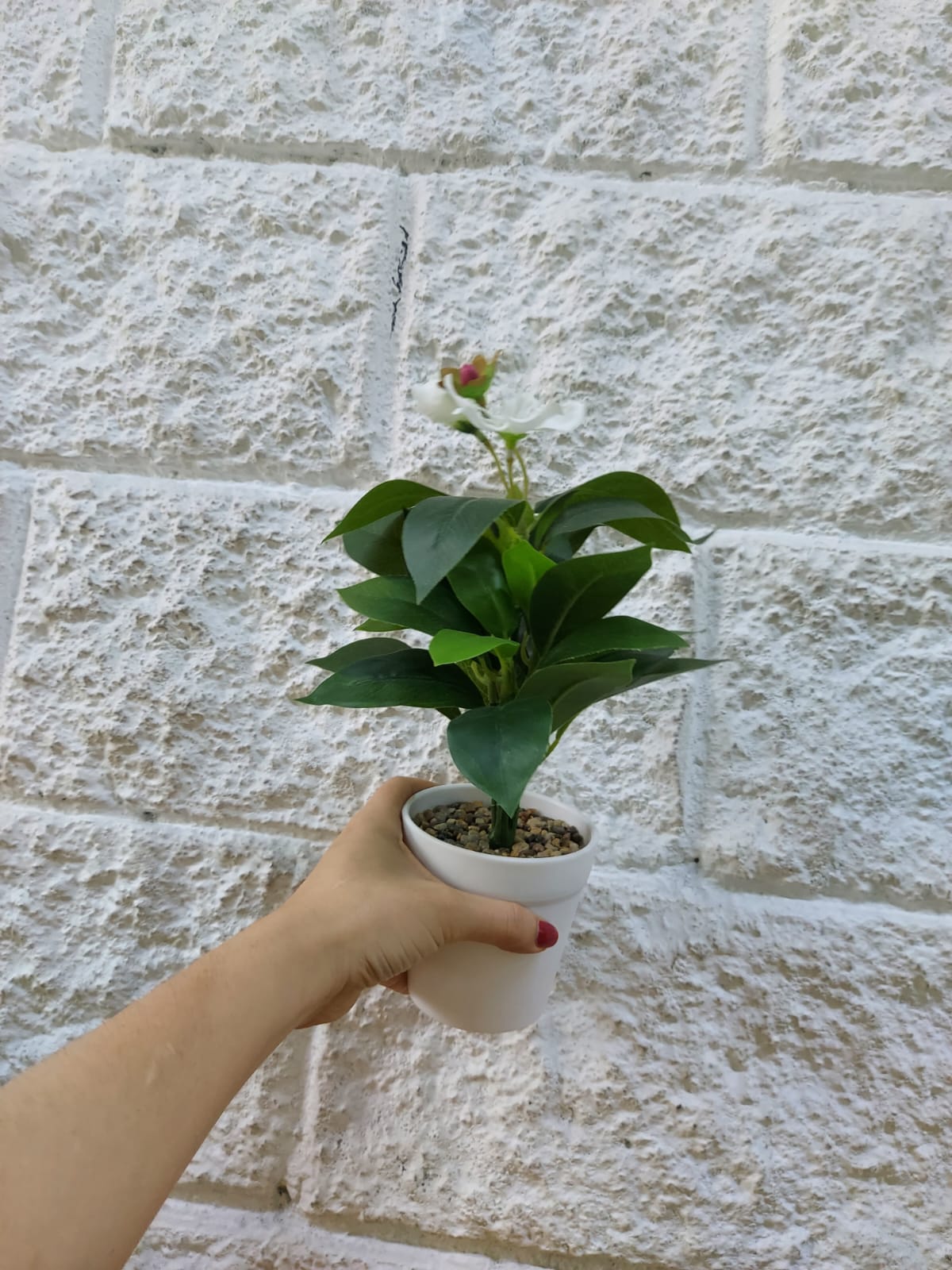 Planta en Matera con Flor Blanca 31cm