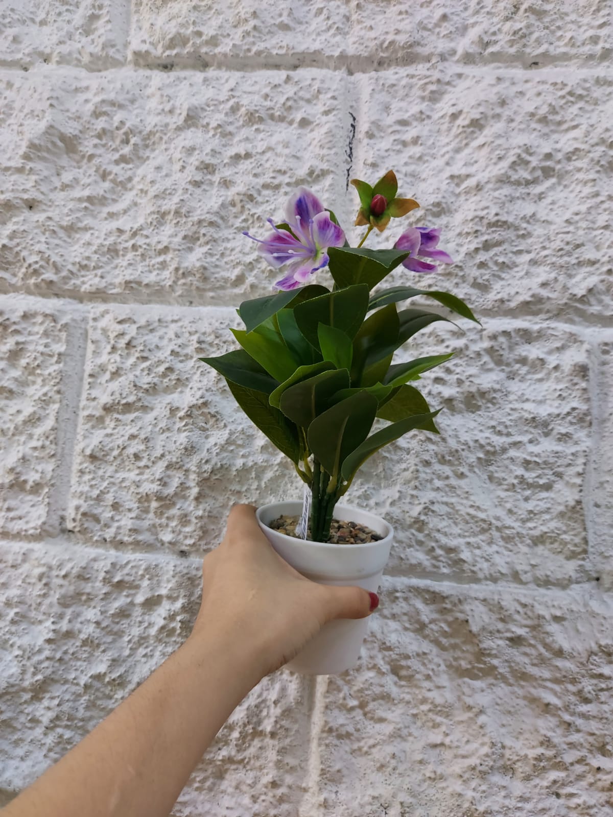 Planta en Matera con Flor Morada 3cm