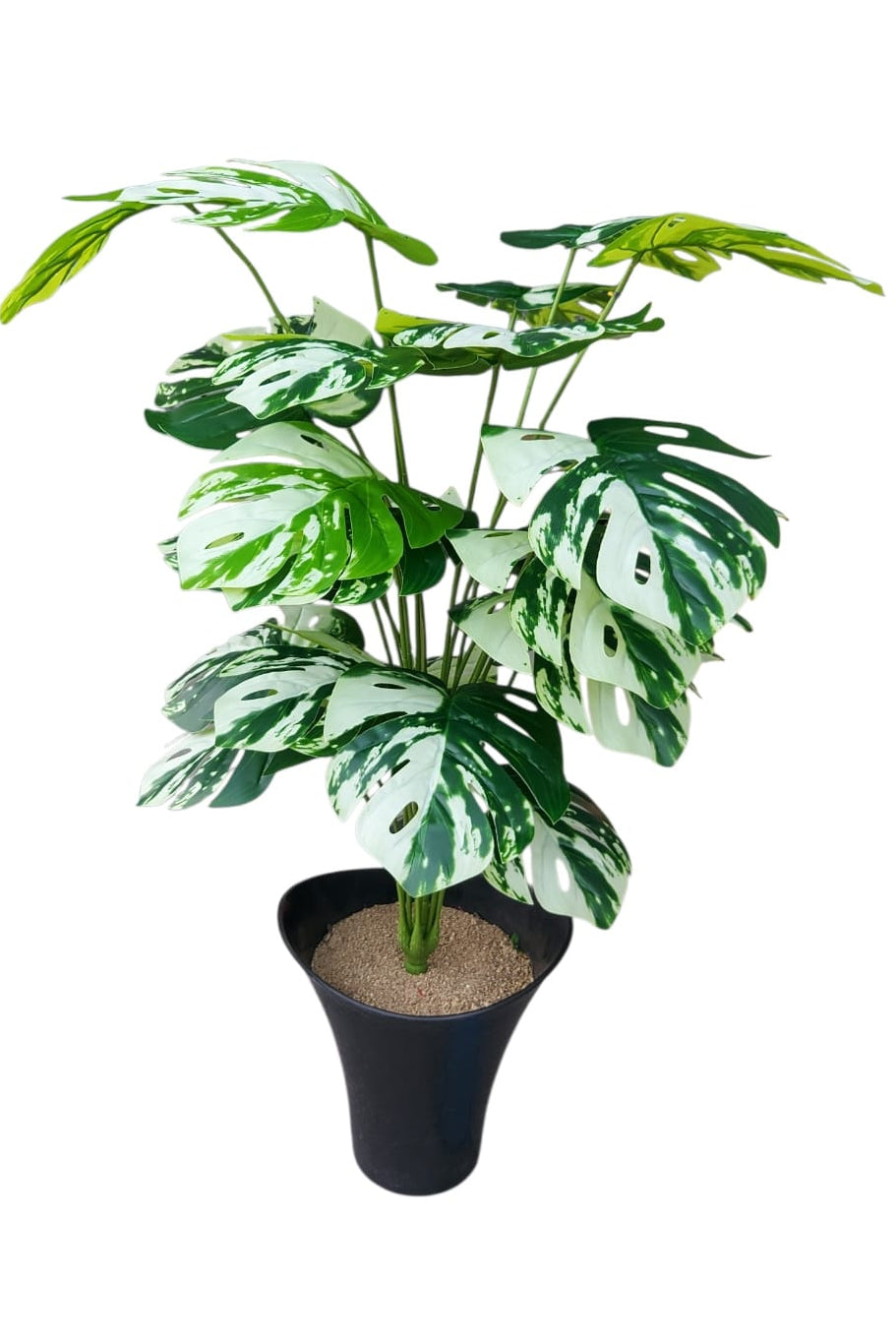 Planta para Matera Balazo Manchada 85cm