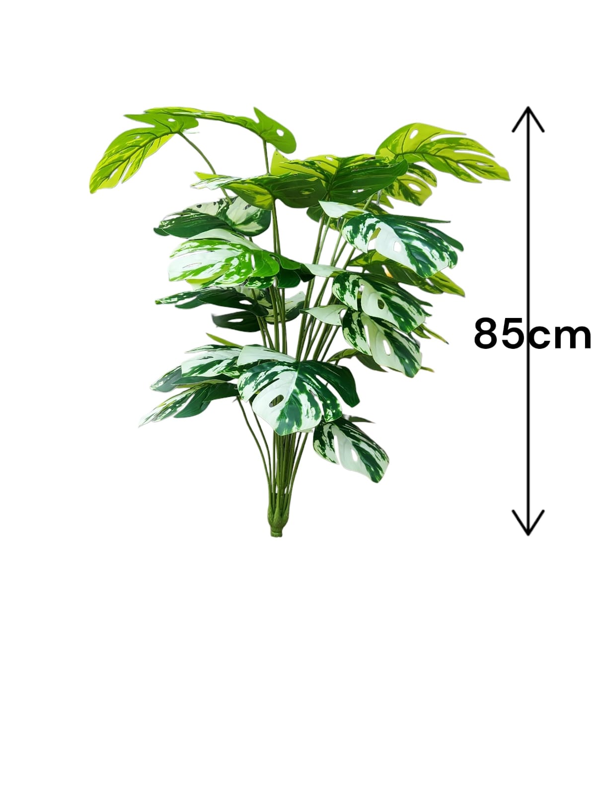 Planta para Matera Balazo Manchada 85cm