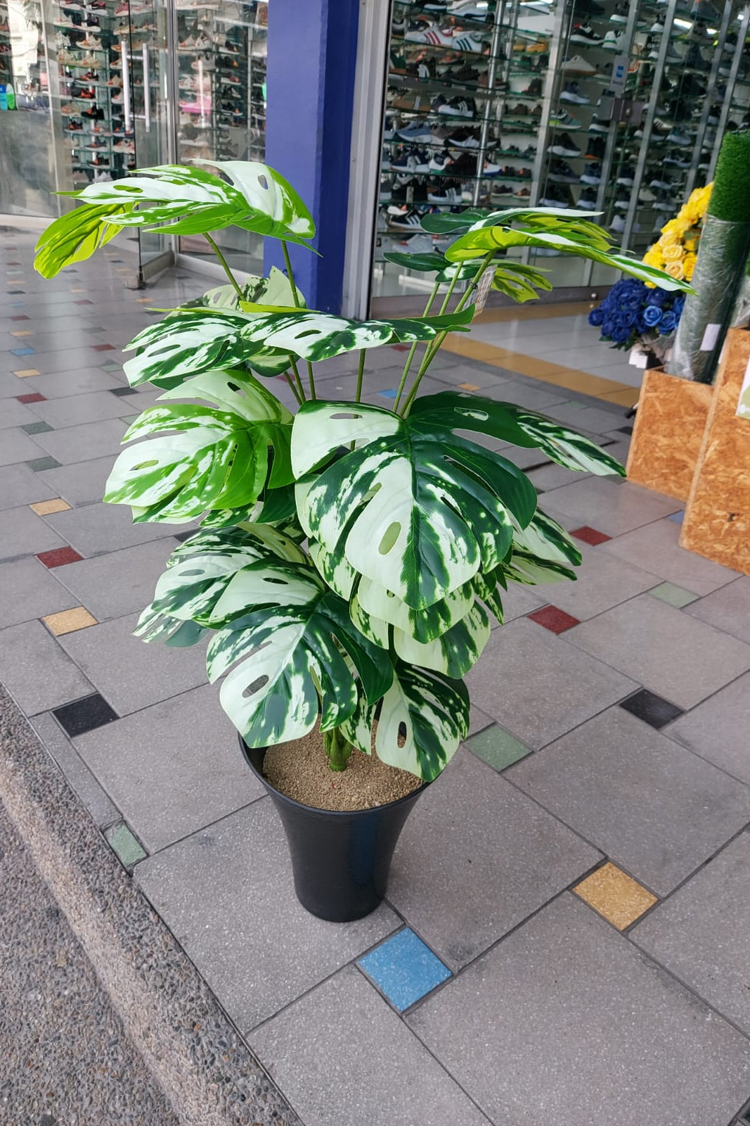 Planta para Matera Balazo Manchada 85cm