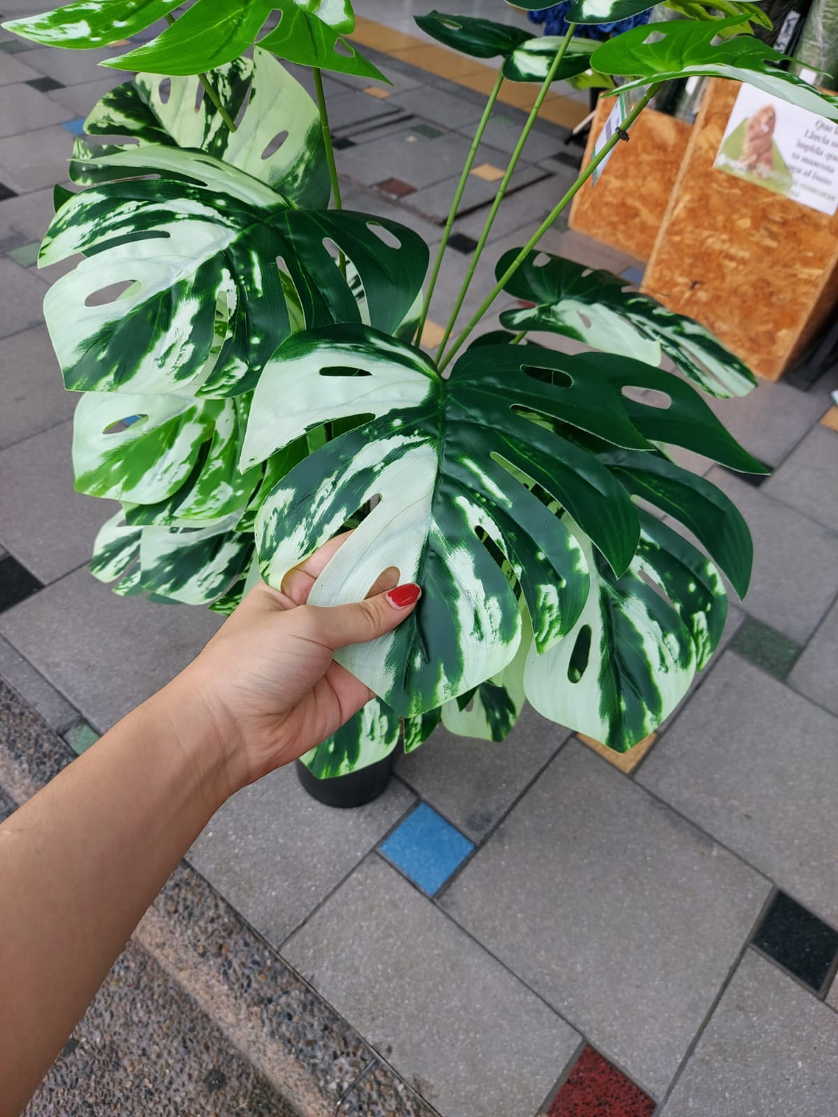 Planta para Matera Balazo Manchada 85cm