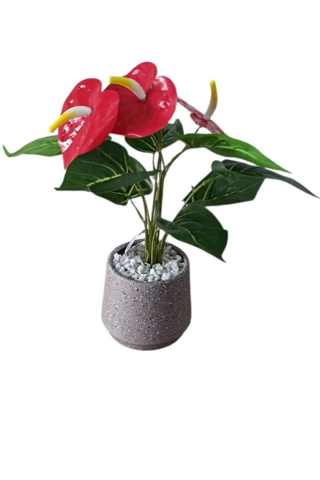 Planta Anturio Pequeña 28cm