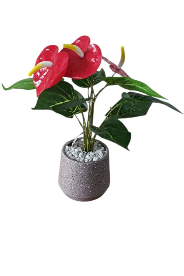 Planta Anturio Pequeña 28cm