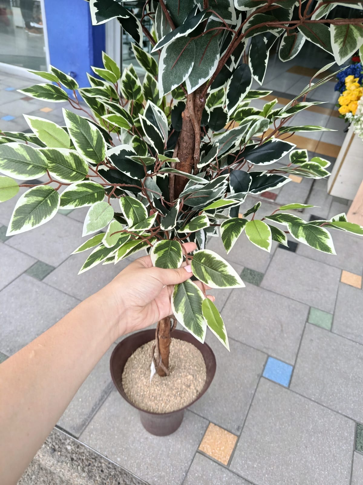 Planta de Hojas Calathea Artificial 1.30mts