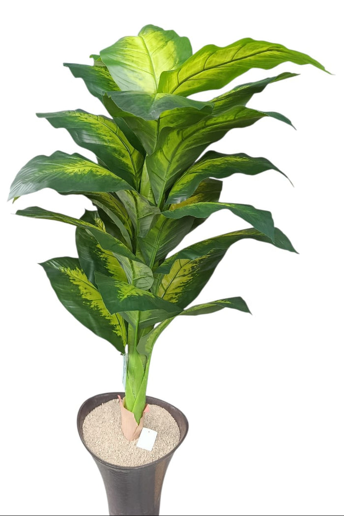 Planta para materas