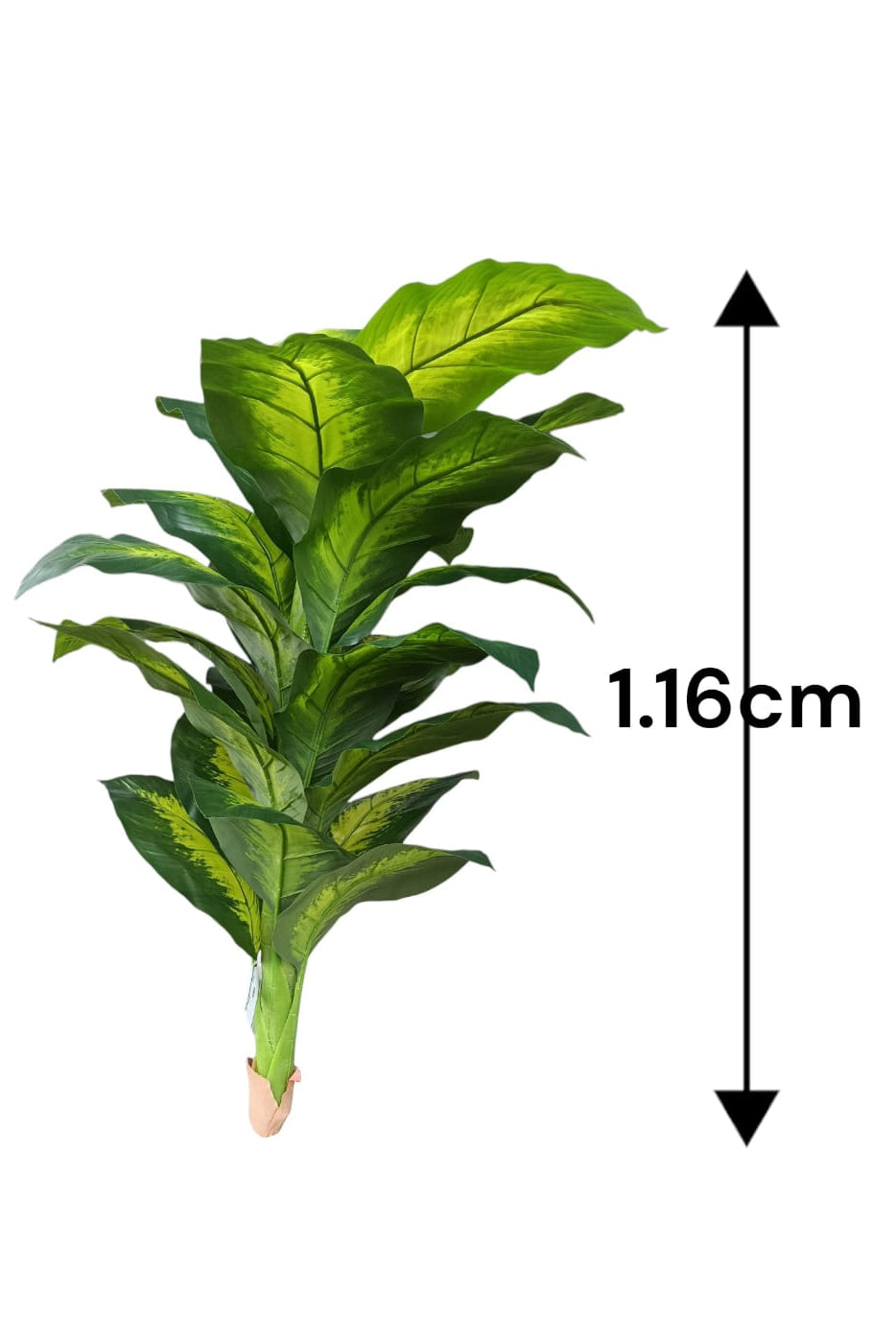 Planta Diefembacha Grande Hoja Verde 1.16mts