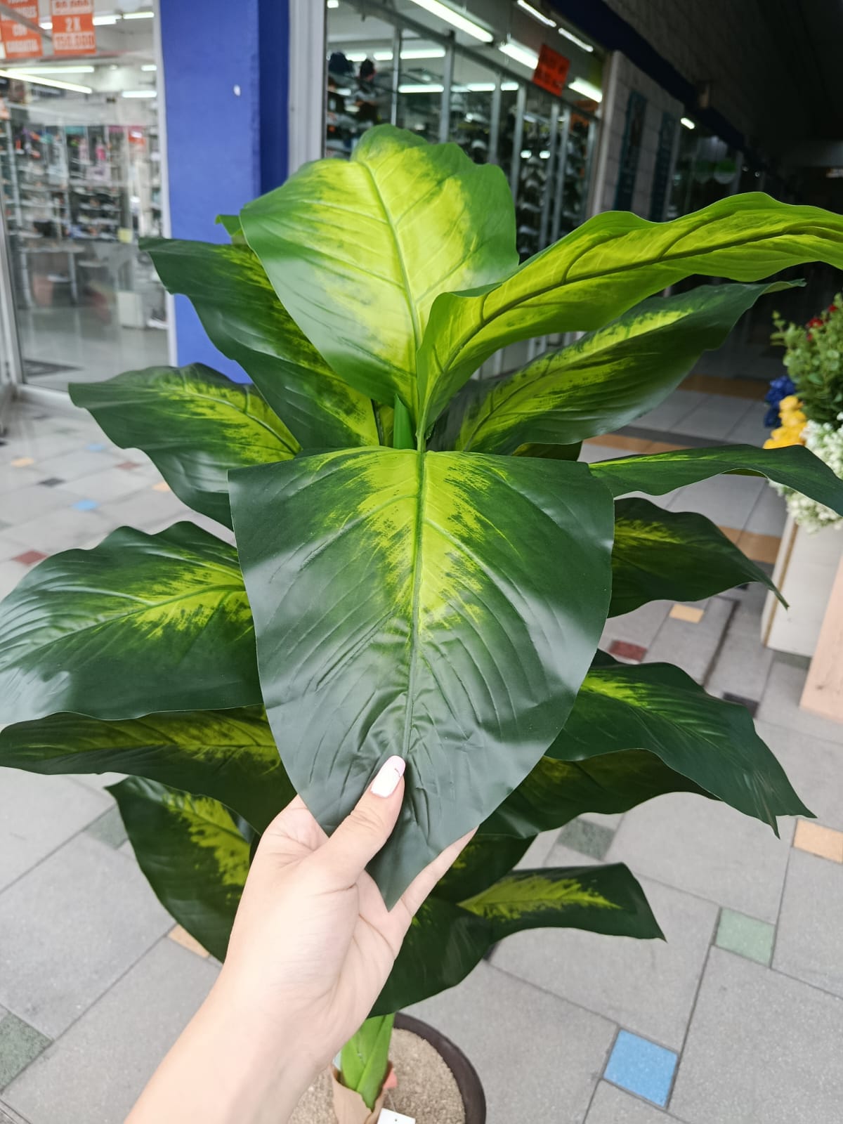 Planta Diefembacha Grande Hoja Verde 1.16mts