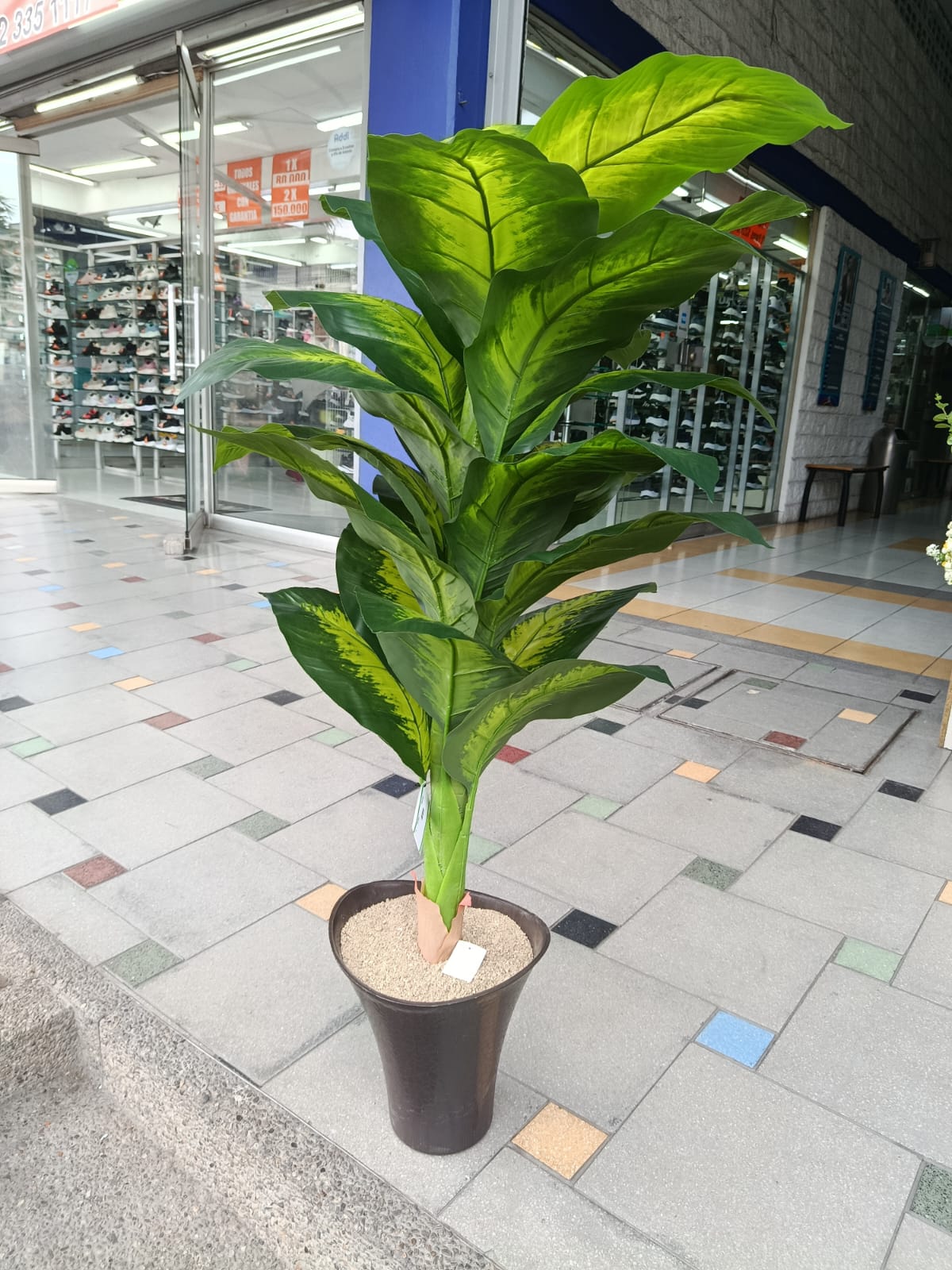 Planta Diefembacha Grande Hoja Verde 1.16mts