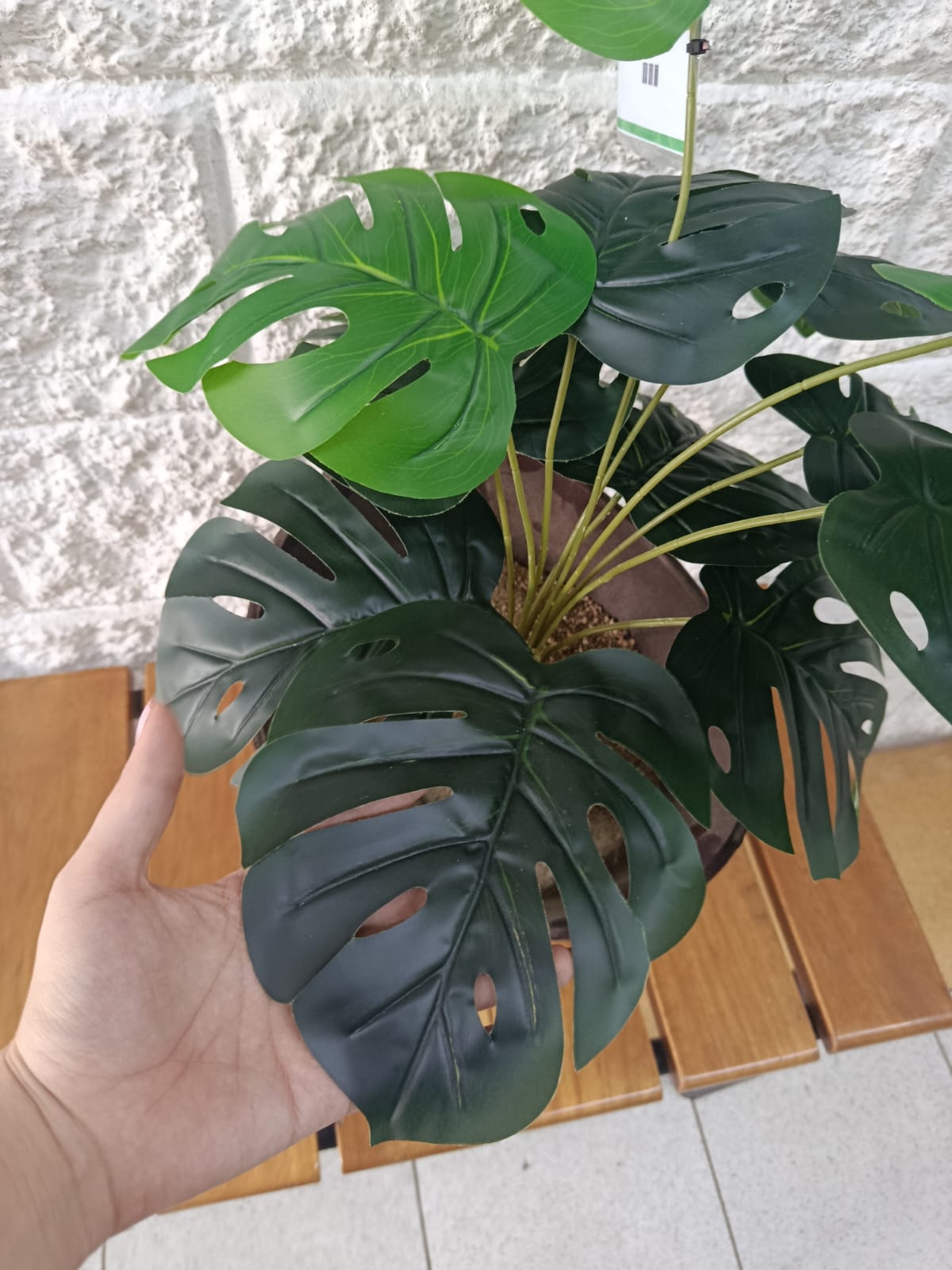 Planta Balazo Pequeña 54cm