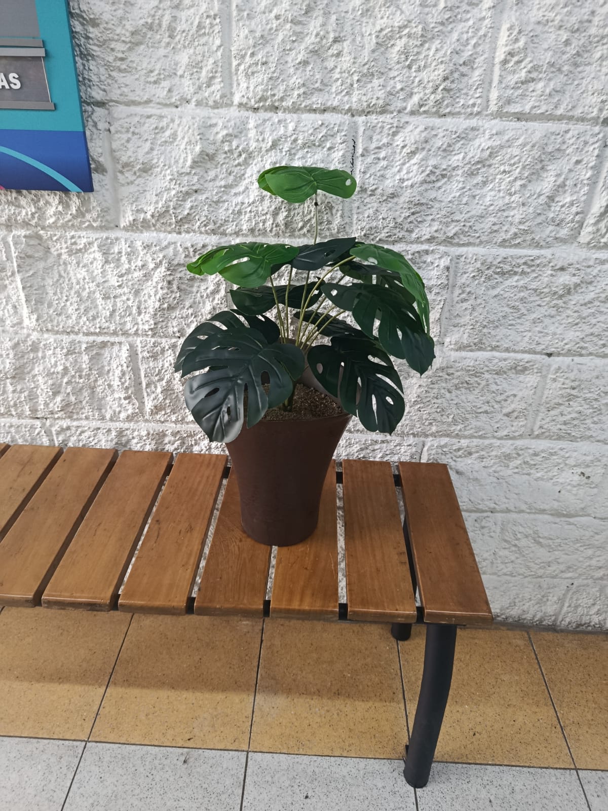 Planta Balazo Pequeña 54cm