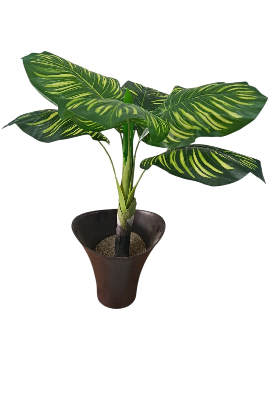 Planta Redonda Rayada 70cm
