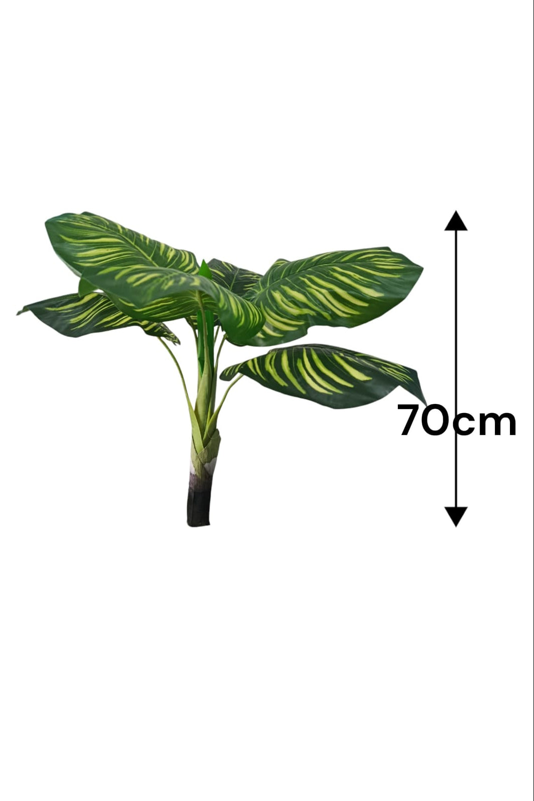 Planta Redonda Rayada 70cm