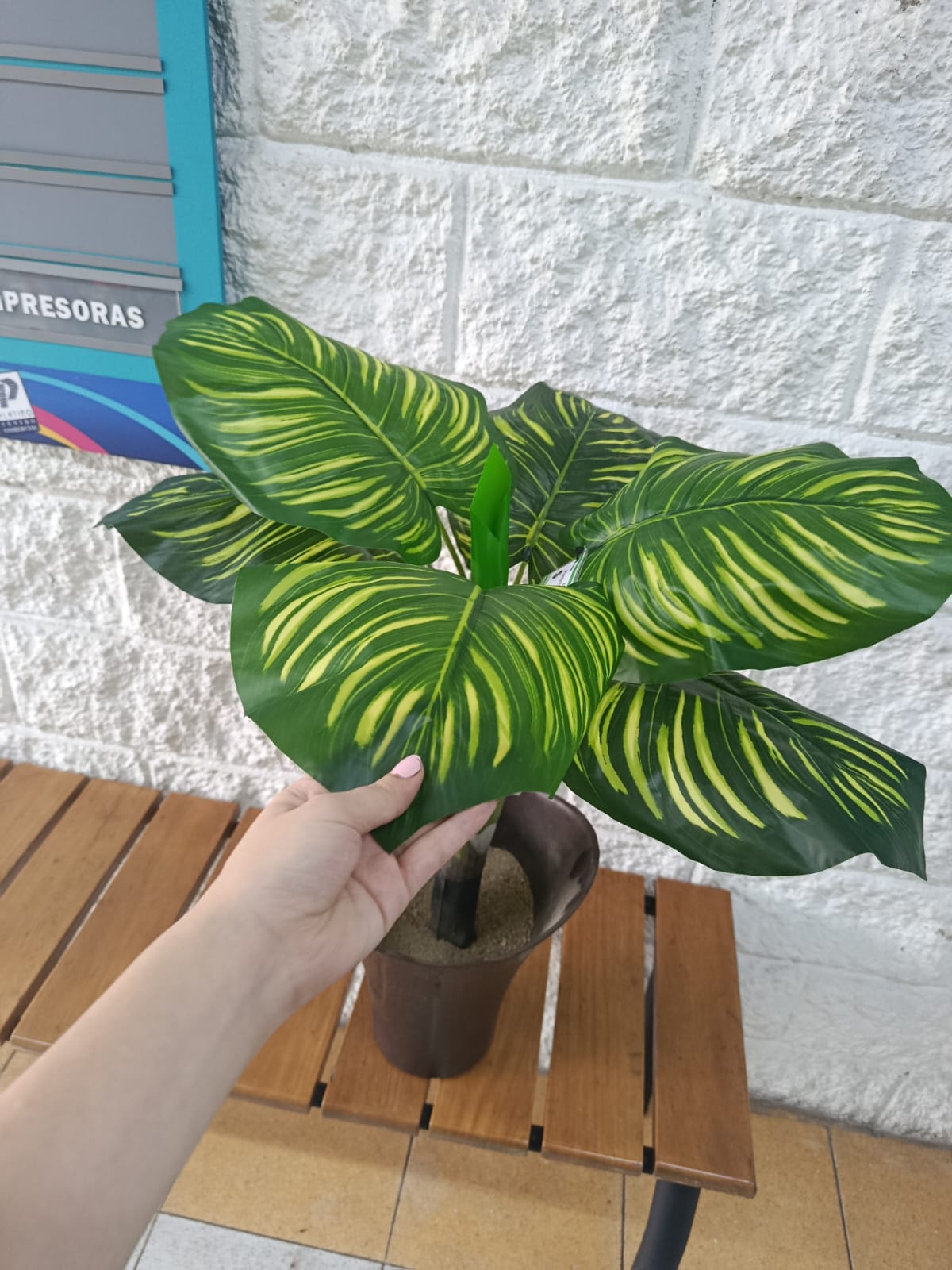 Planta Redonda Rayada 70cm