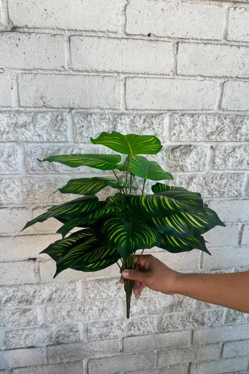 Planta Alocasia Verde Pequeña 50cm