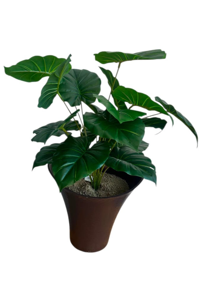 Planta Corazón Verde Pequeña 54cm
