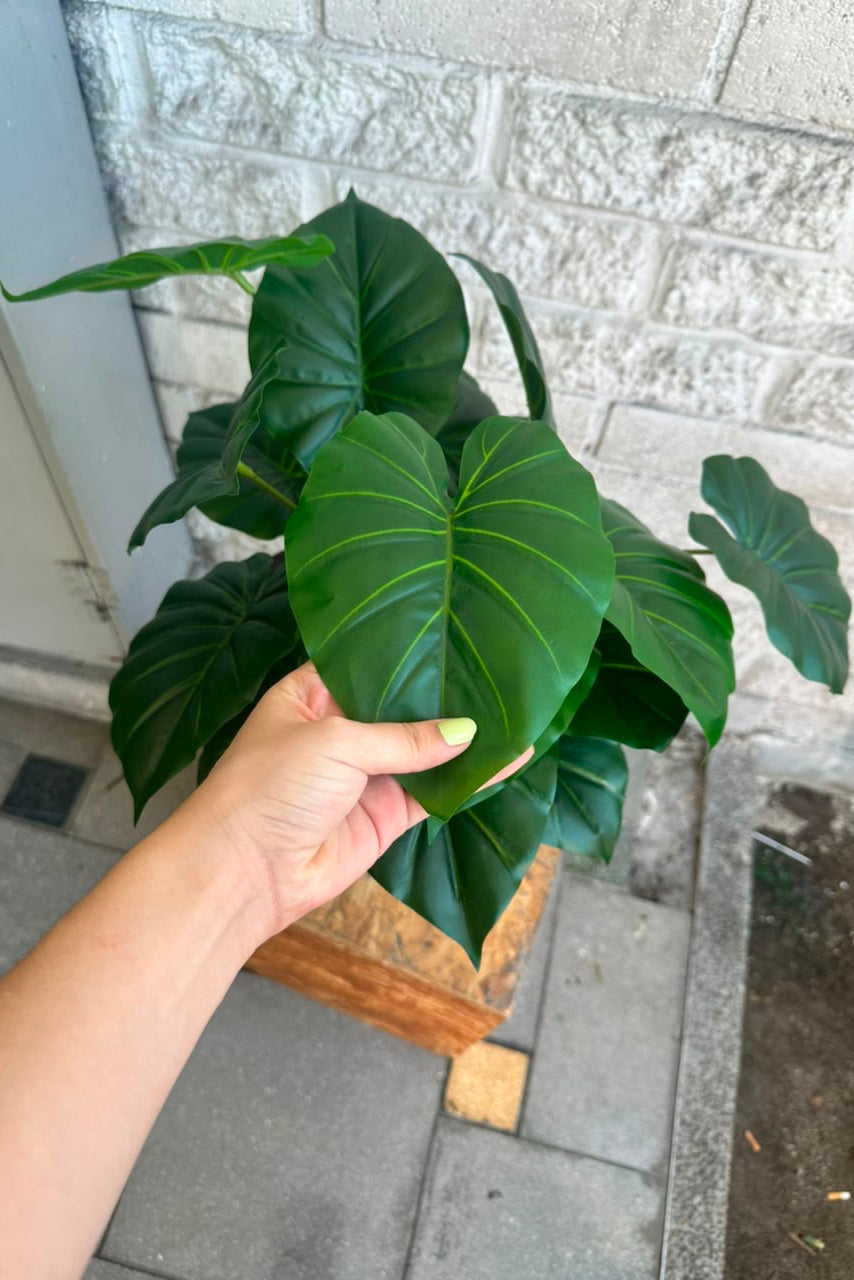 Planta Corazón Verde Pequeña 54cm