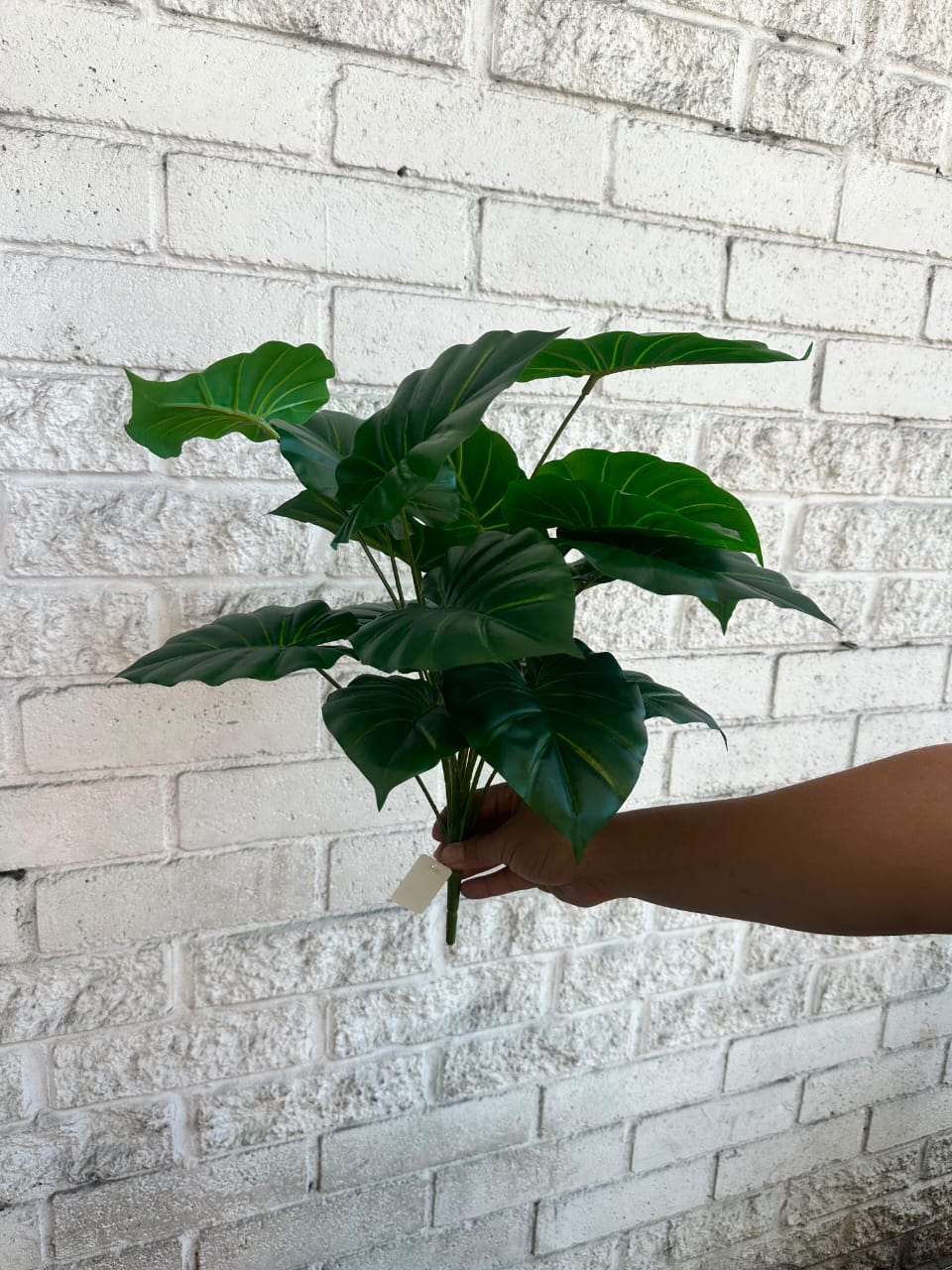 Planta Corazón Verde Pequeña 54cm
