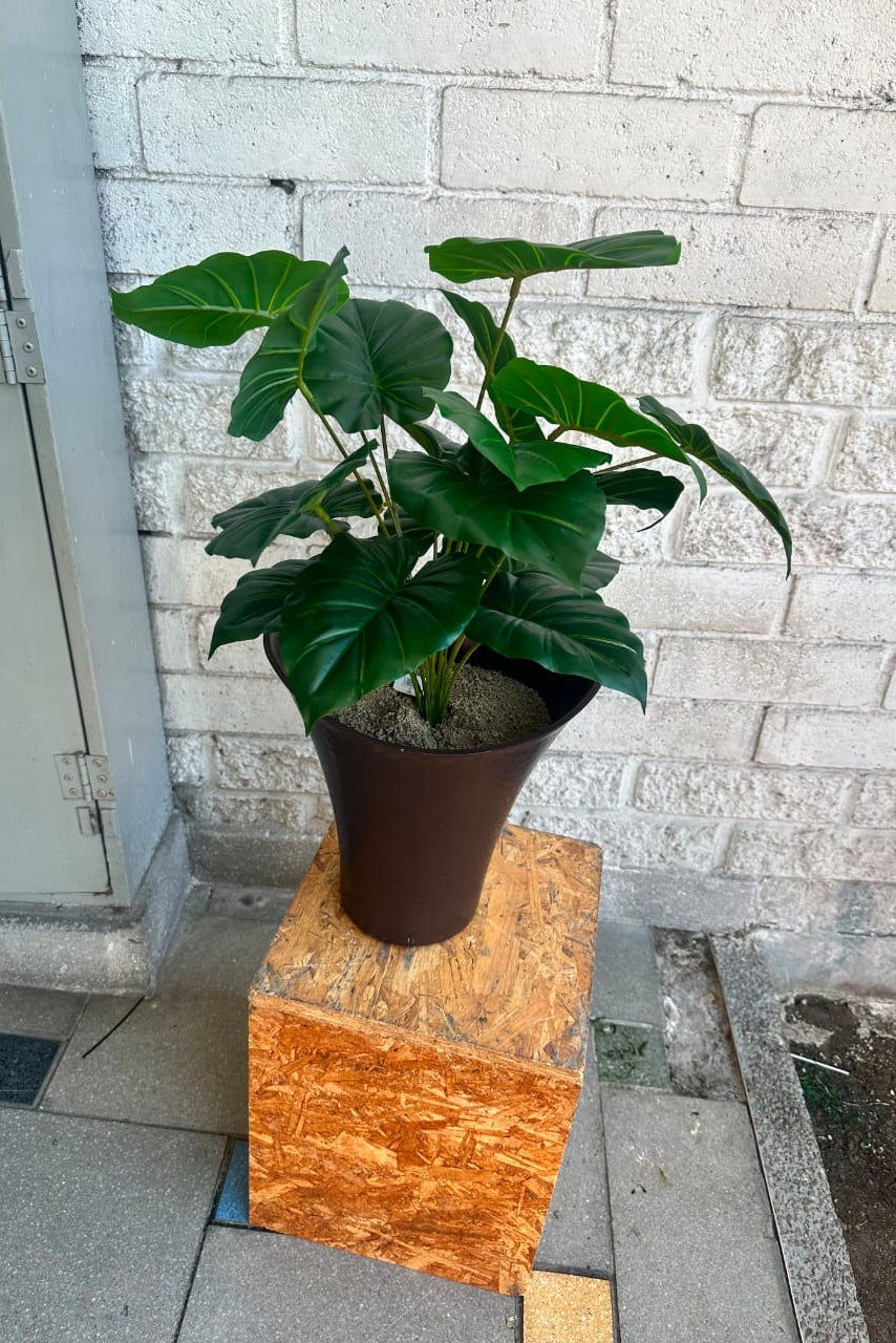 Planta Corazón Verde Pequeña 54cm