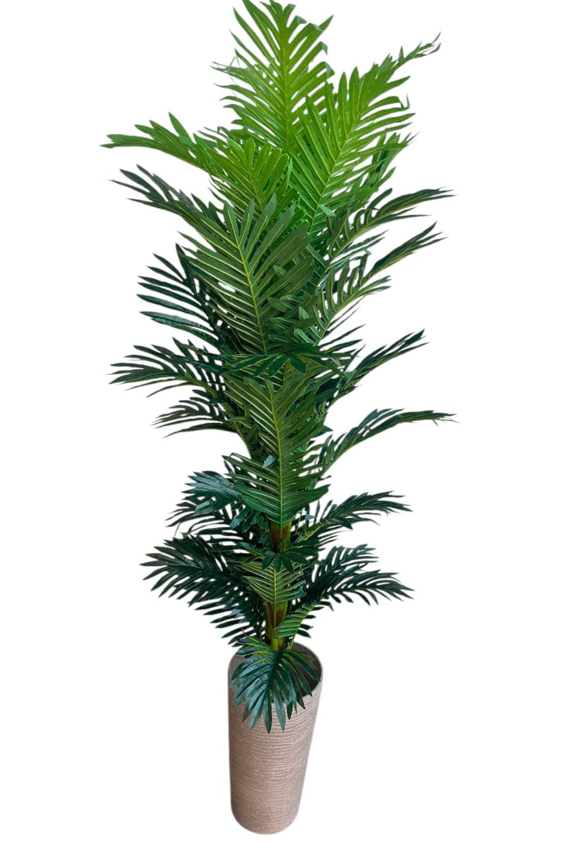 Planta Palmera Grande 1 Tronco 1.42cm