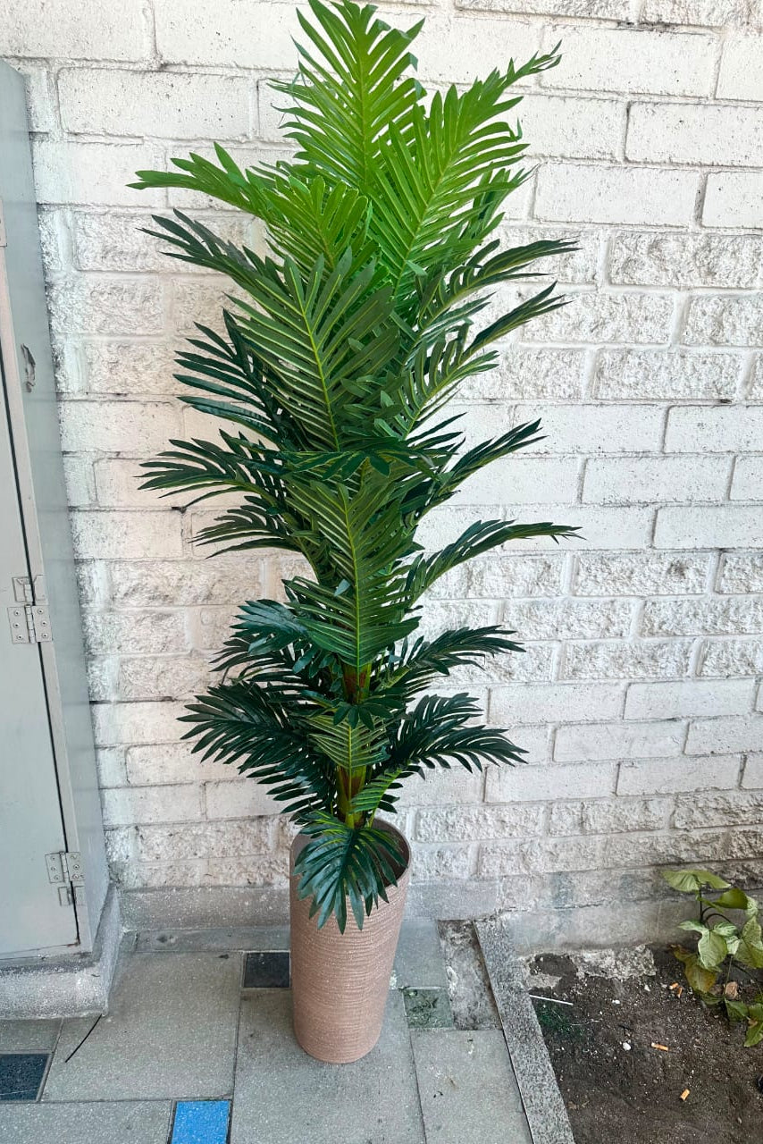 Planta Palmera Grande 1 Tronco 1.42cm