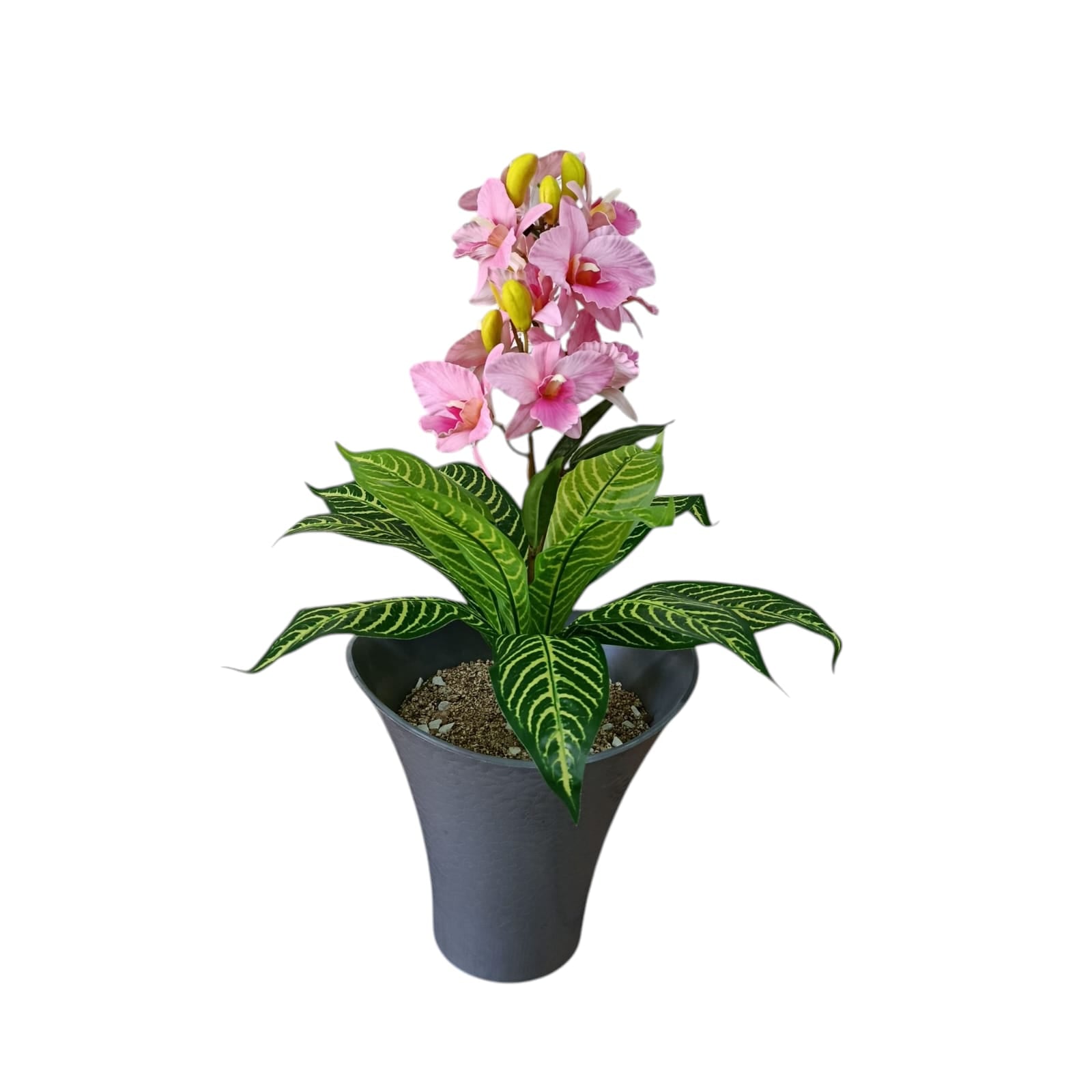 Planta Dracaena con Catleya Rosa 67cm