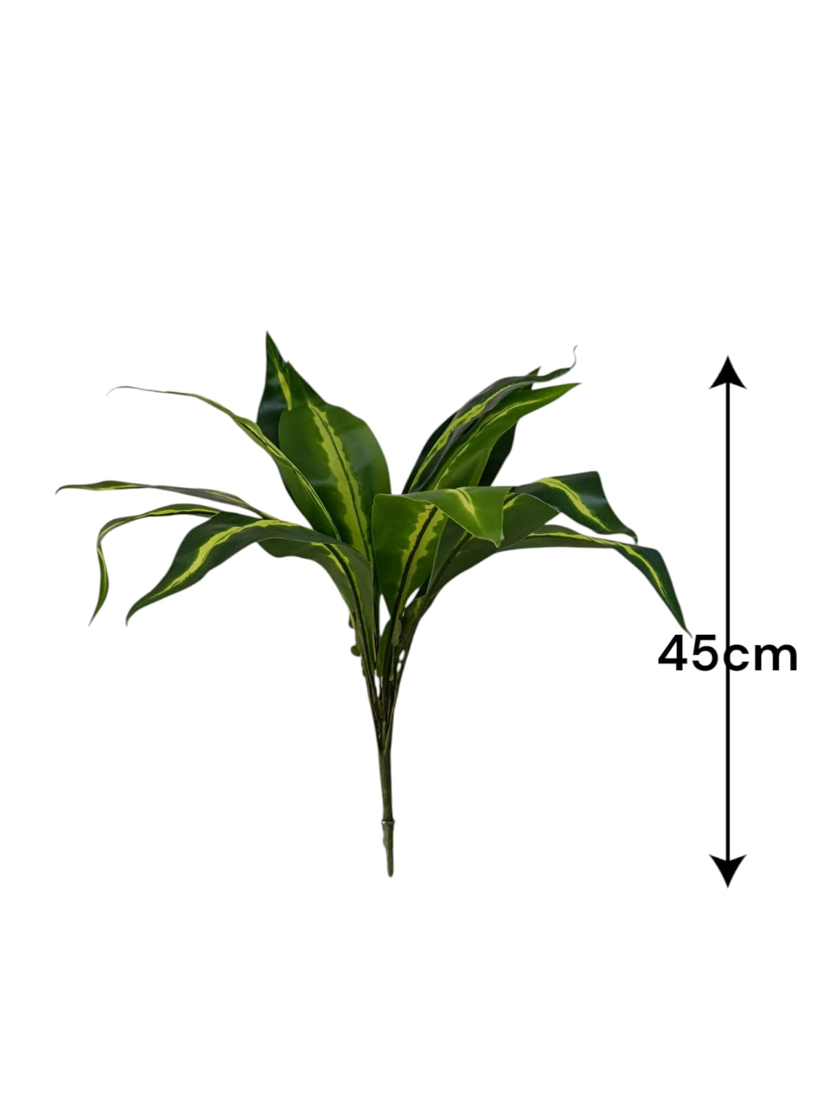 Planta Lengua de Suegra Sencilla