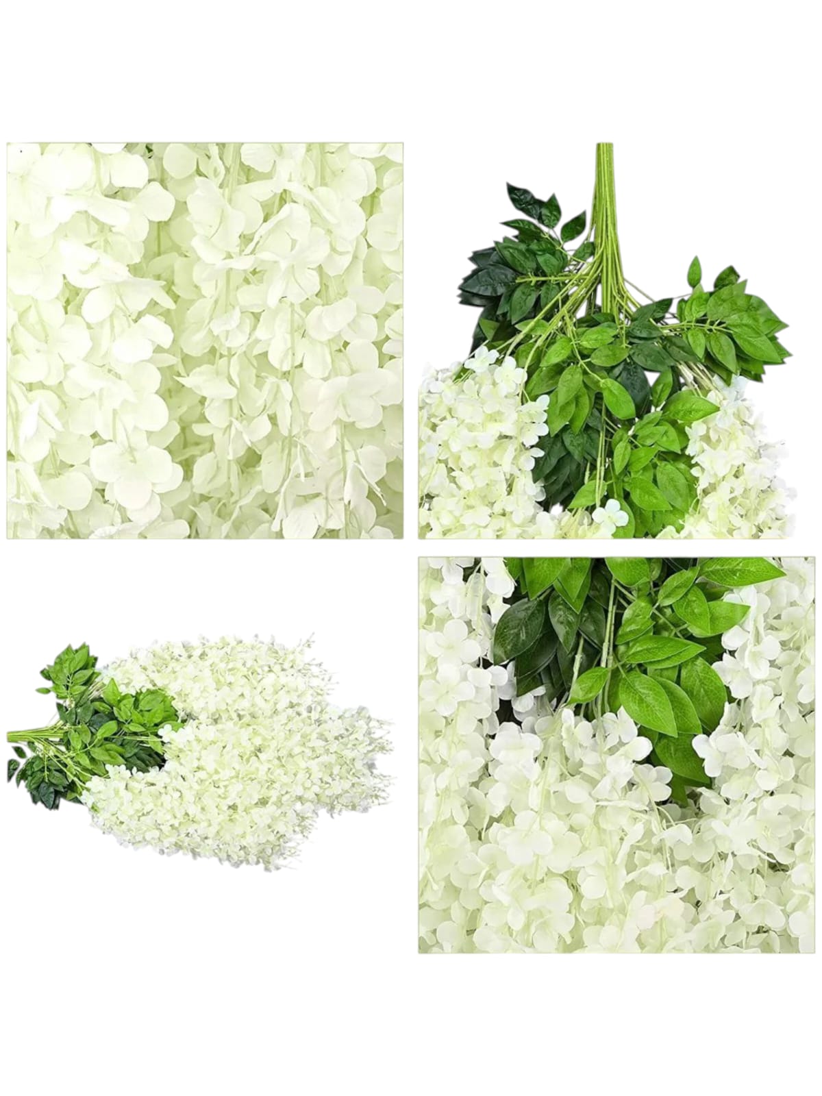 Docena de Glicina Wisteria Blanca 80cm