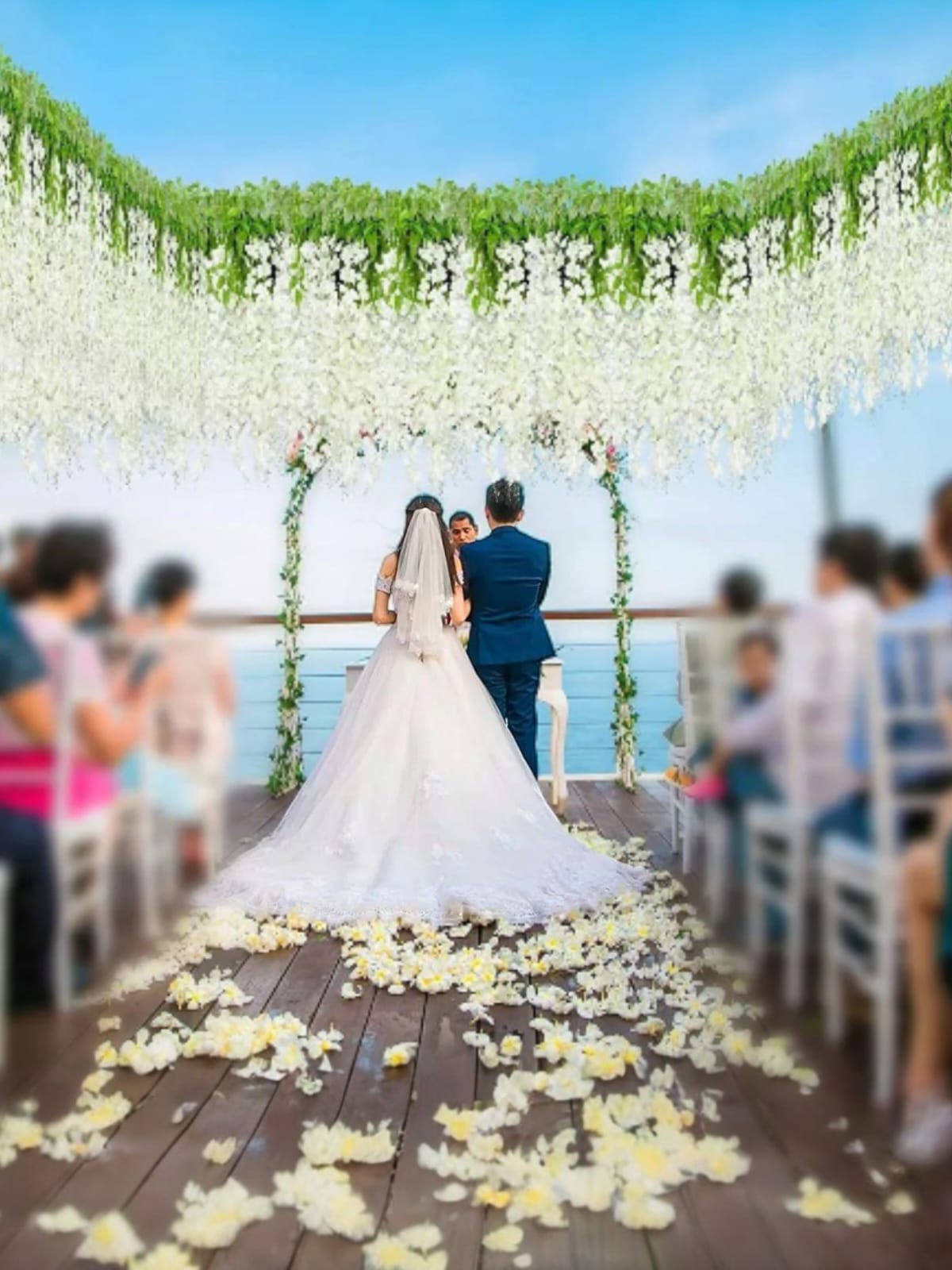 Docena de Glicina Wisteria Blanca 80cm