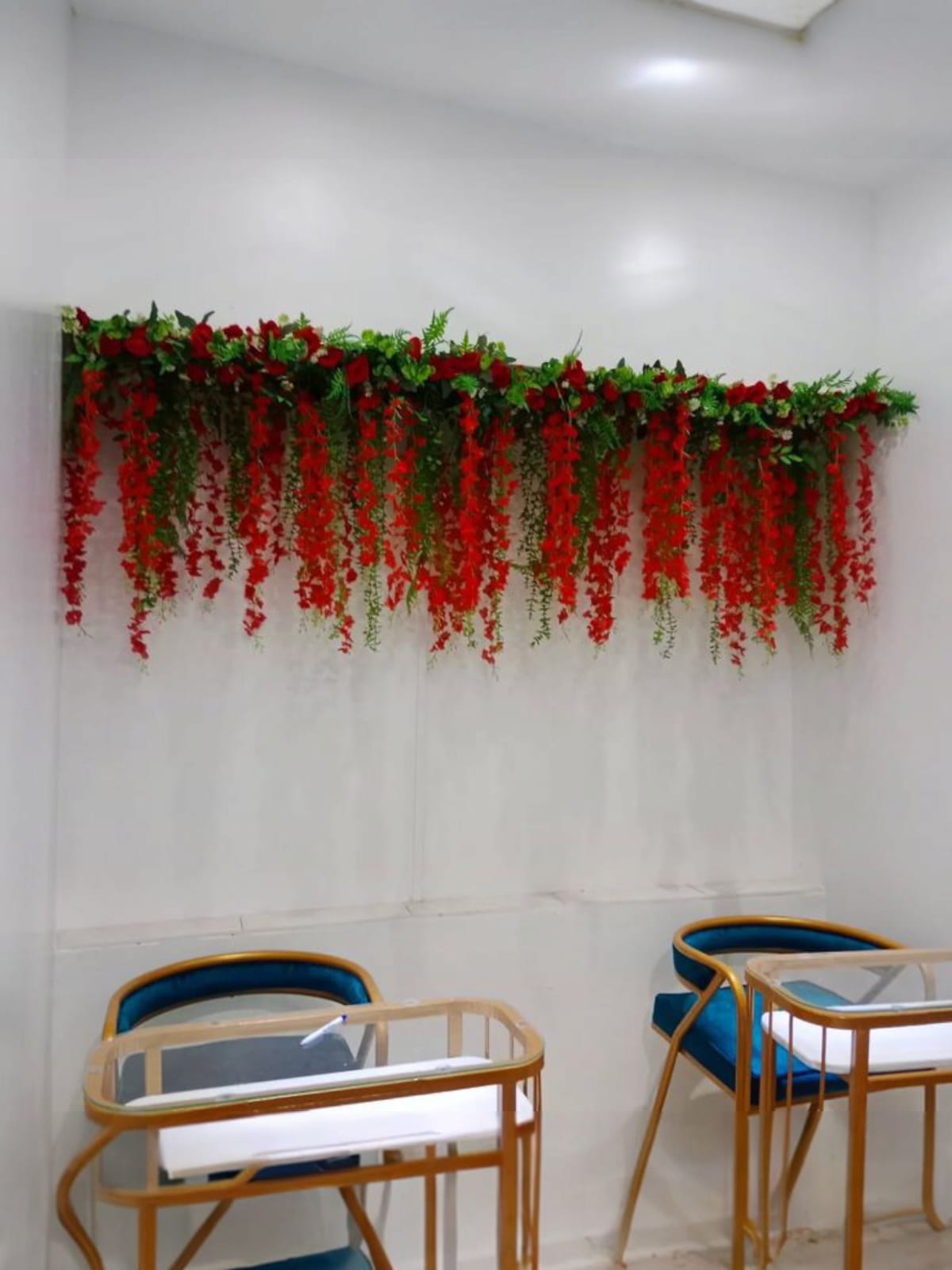 Docena de Glicinia Wisteria Roja 80cm