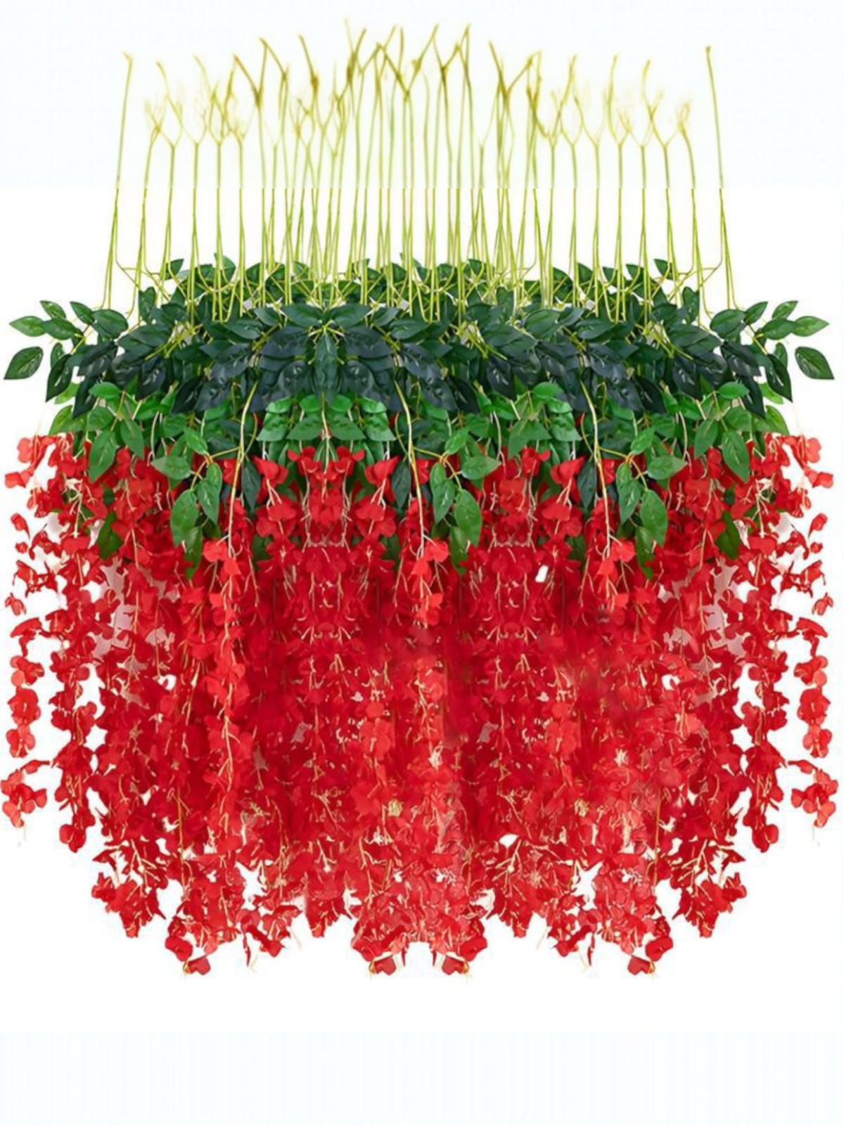 Docena de Glicinia Wisteria Roja 80cm