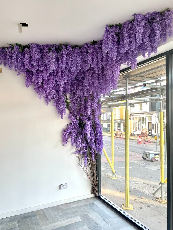 Docena de Wisteria Glicina Lila 80cm