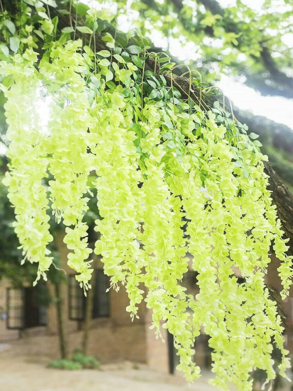 Docena de Glicina Wisteria Verde 80cm