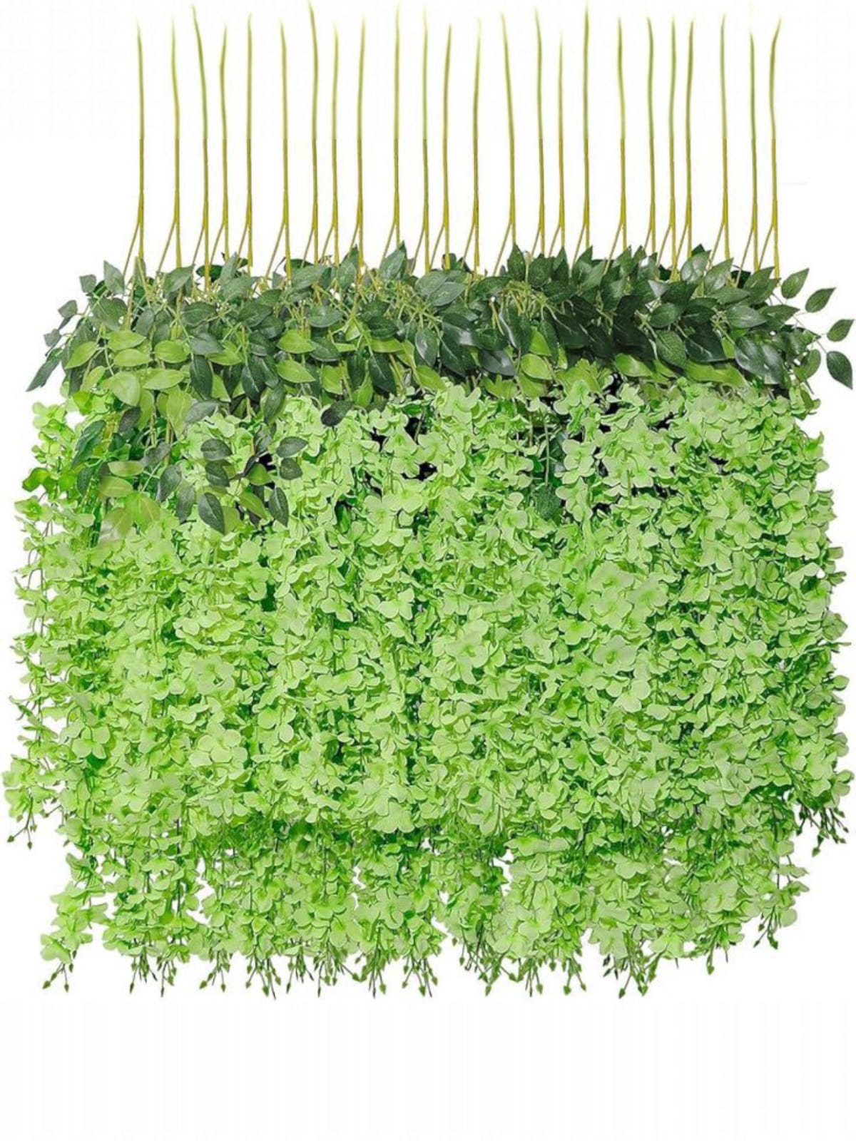 Docena de Glicina Wisteria Verde 80cm