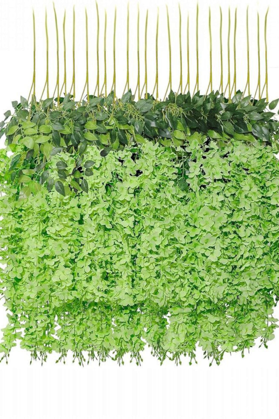 Docena de Glicina Wisteria Verde 80cm
