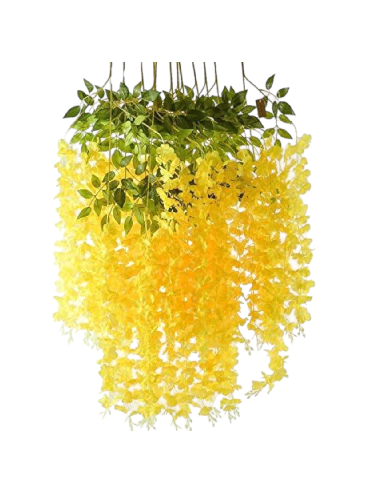 Docena de Glicina Wisteria Amarilla 80cm