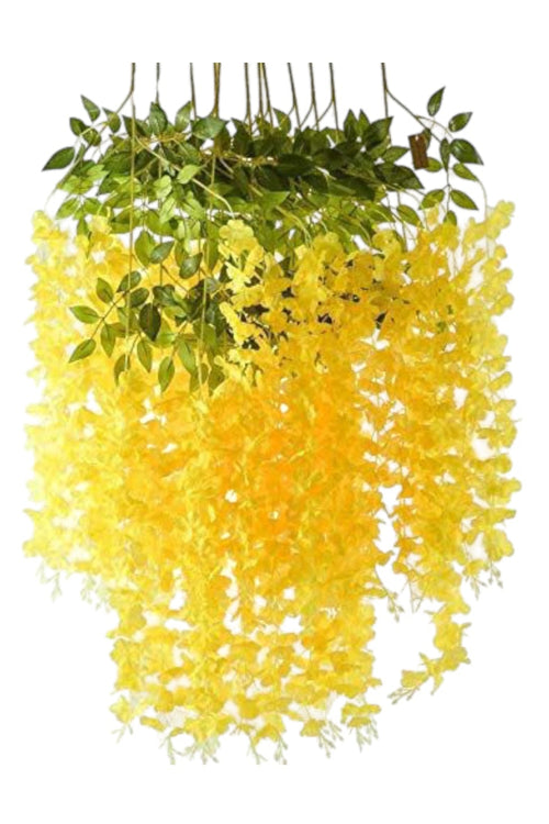 Docena de Glicina Wisteria Amarilla 80cm