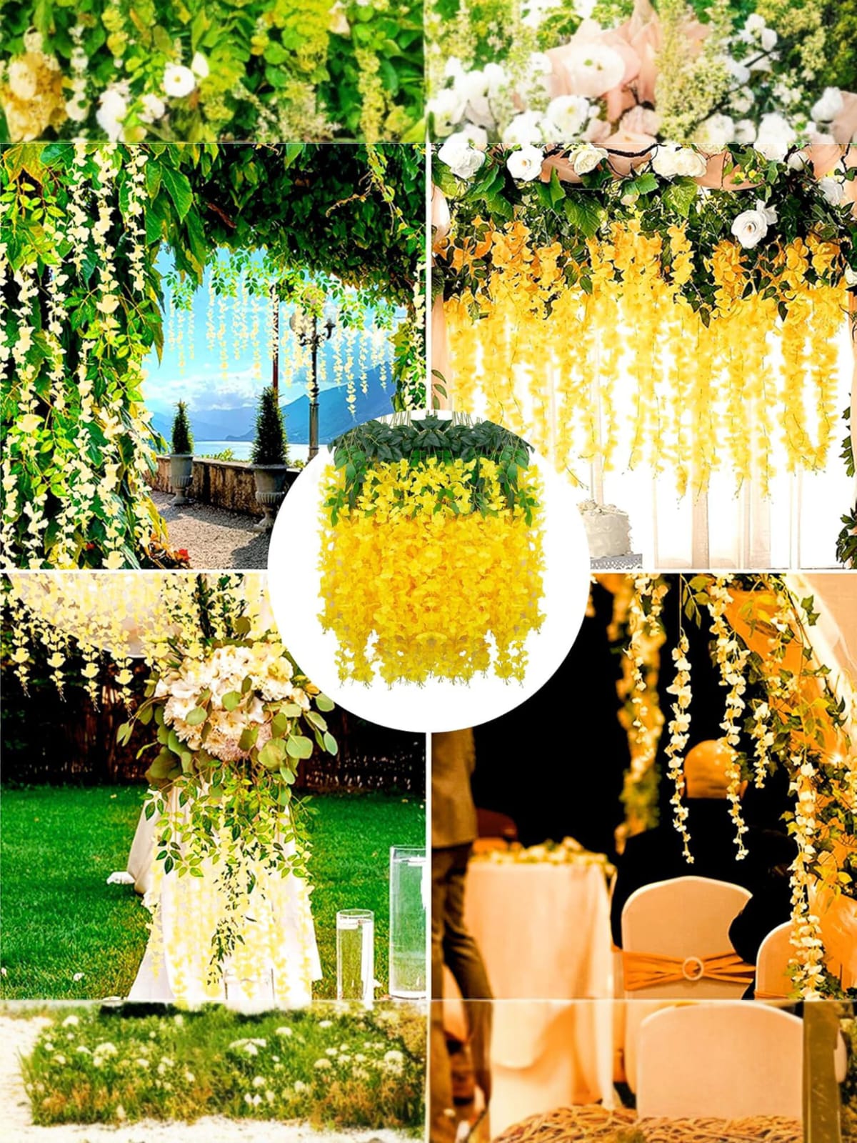 Docena de Glicina Wisteria Amarilla 80cm