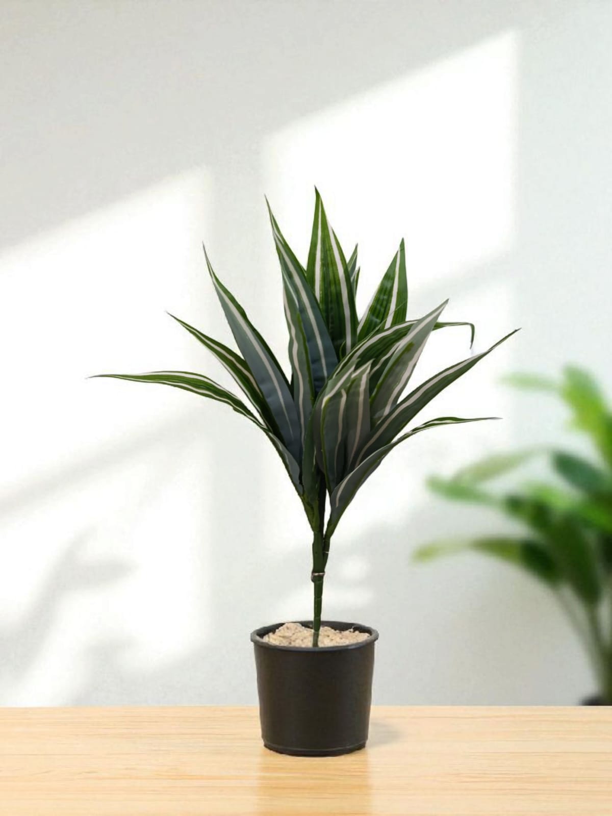 Rama de Follaje Dracaena Premium 36cm