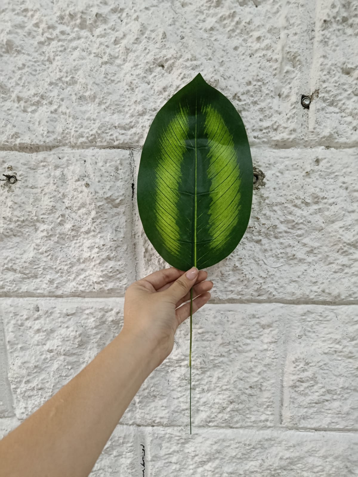 Hoja Dieffenbachia Maculata Artificial 43cm
