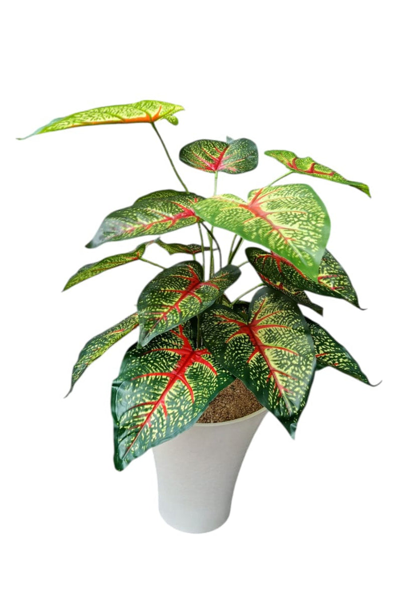 Planta Caladium Bicolor Artificial 60cm
