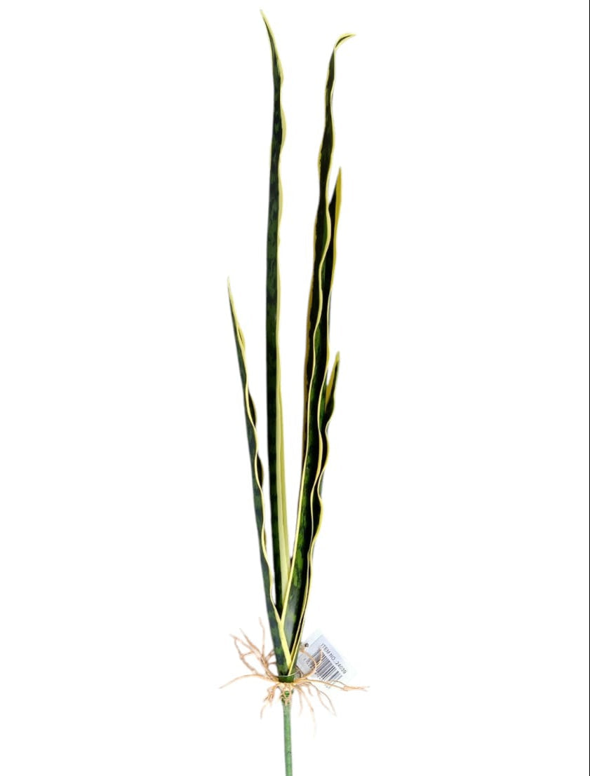 Planta Lengua de Suegra Artificial Para Matera 65cm